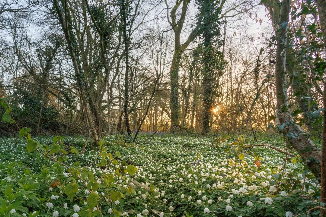 Anemone carpet sun flare, Little Hyden Woods