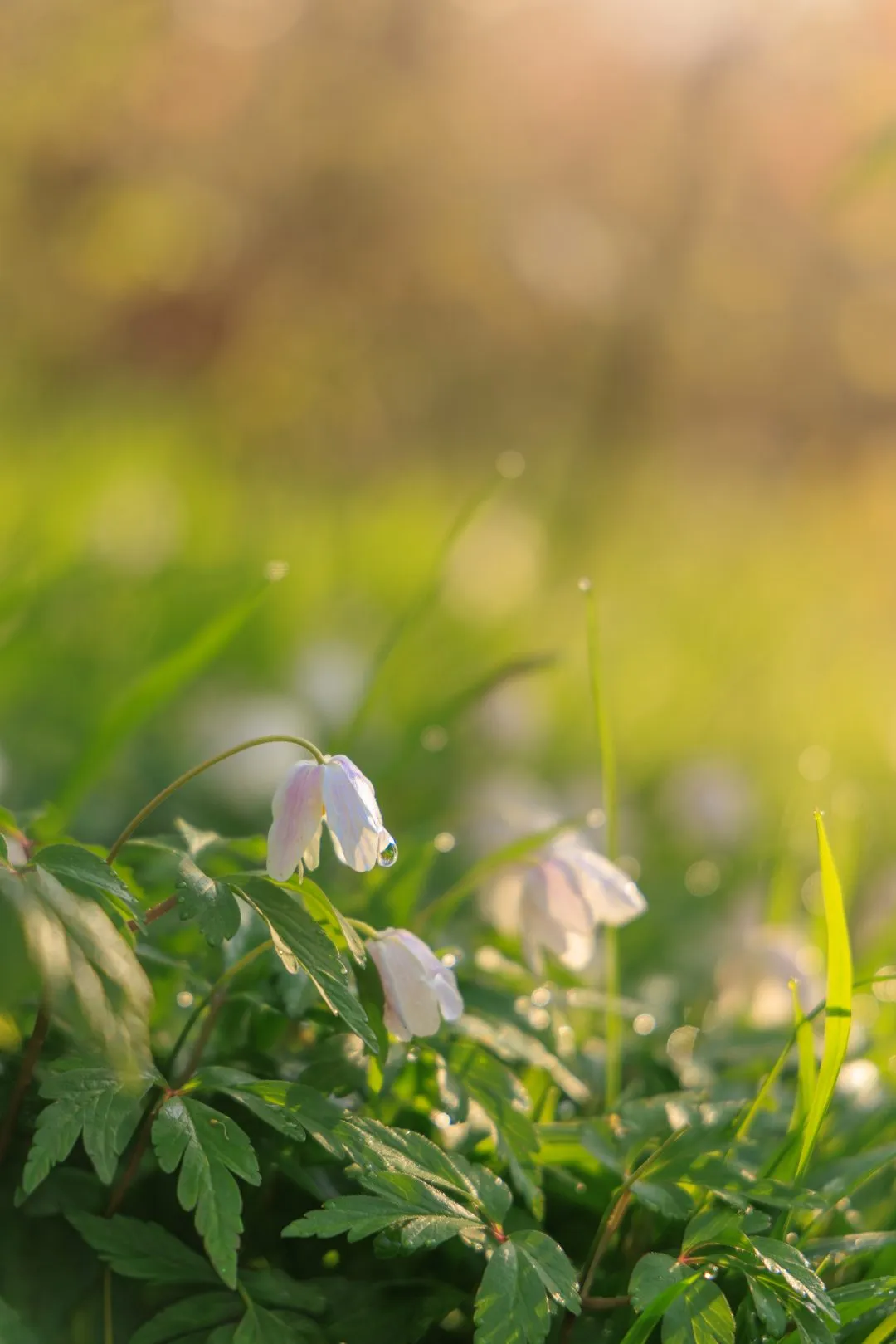 Anemone dew drop macro, Little Hyden Woods