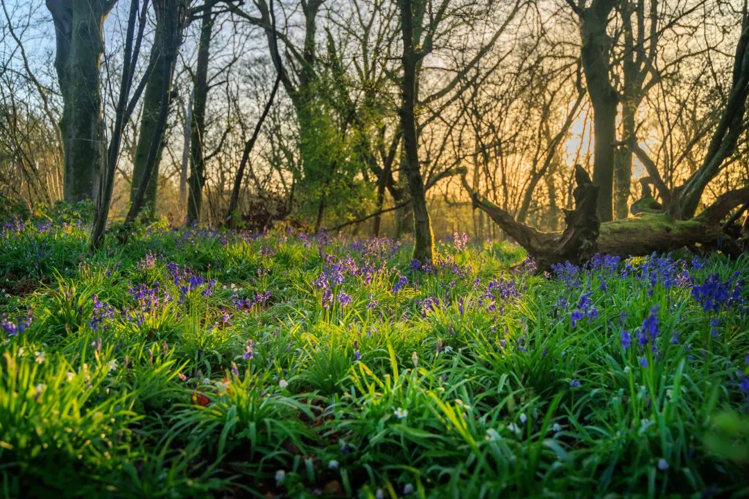 Bluebell carpet fallen log glow, Little Hyden Woods