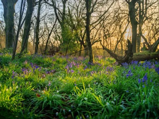 Little Hyden Woods Photography