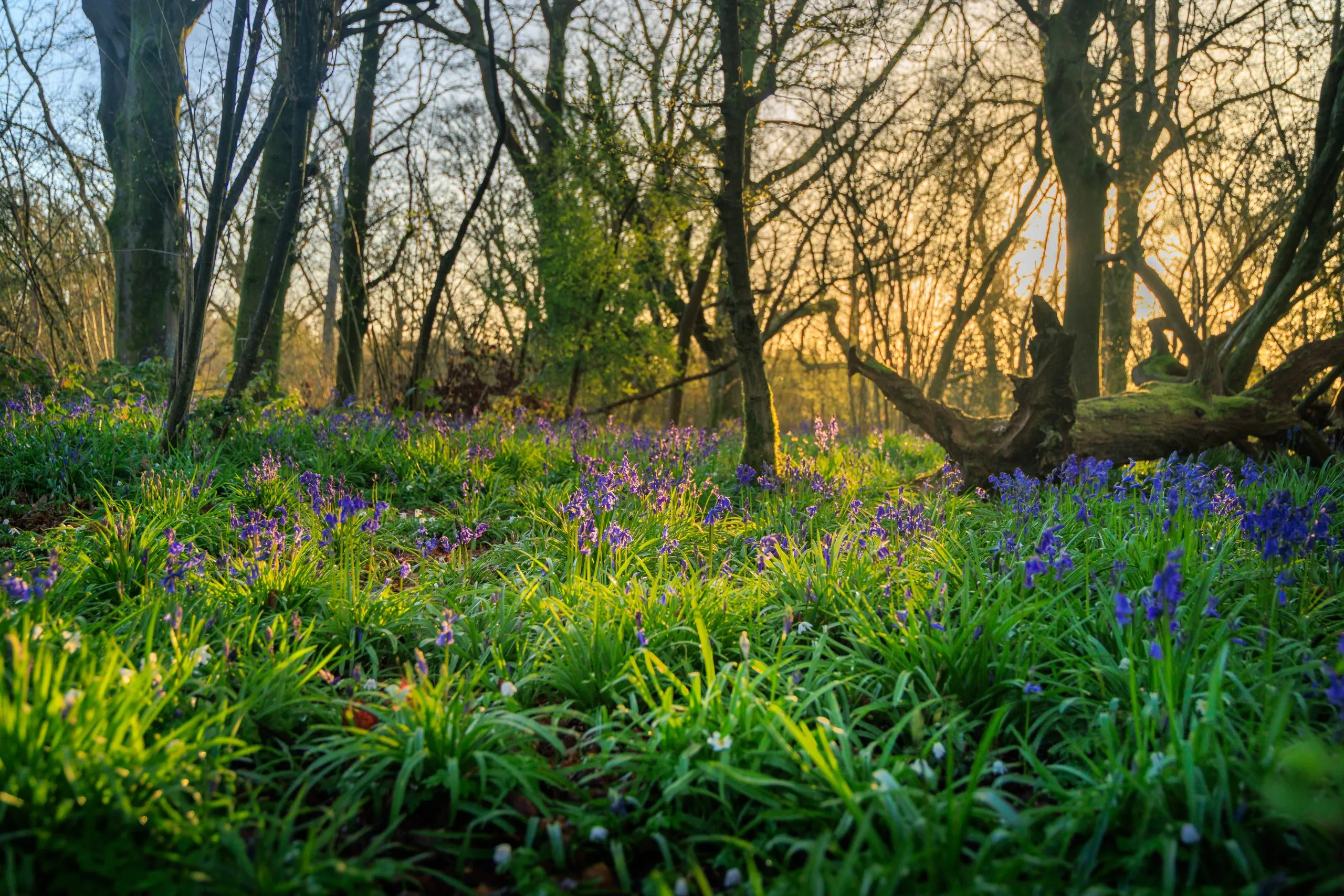 Bluebell carpet fallen log glow, Little Hyden Woods