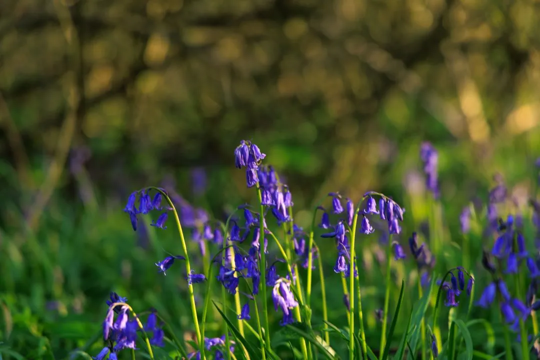 Bluebell cluster golden bokeh, Little Hyden Woods