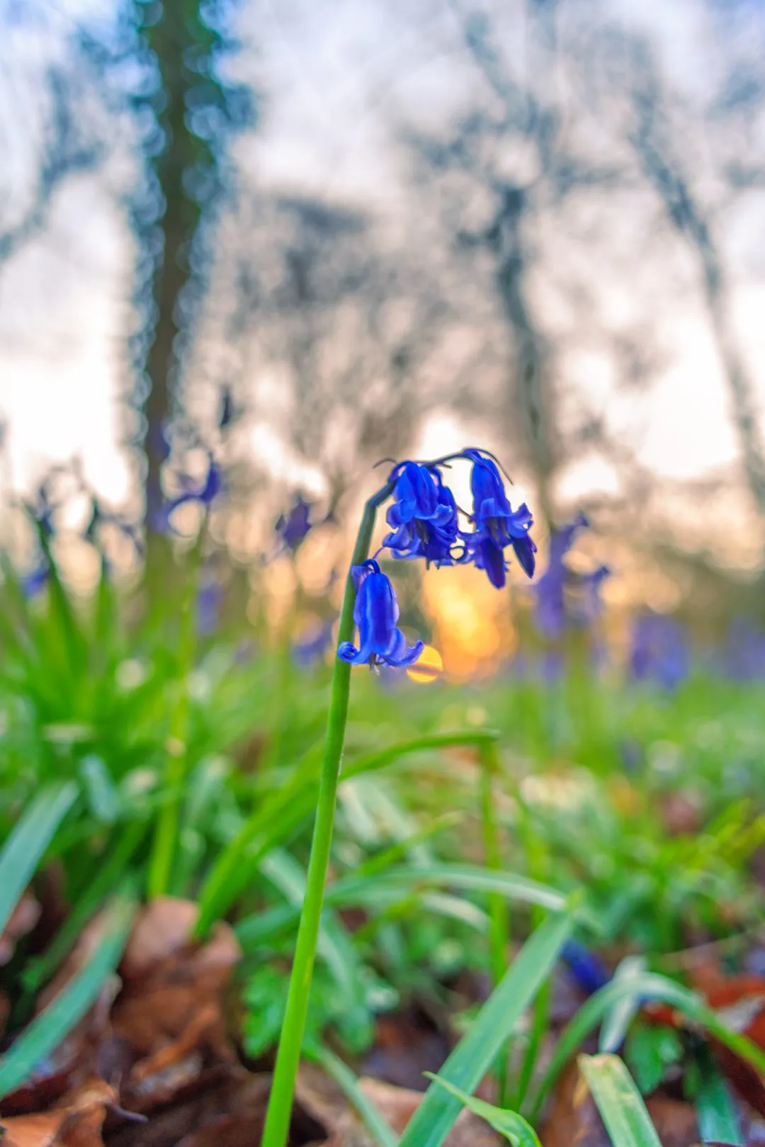 Bluebell macro sun glow, Little Hyden Woods
