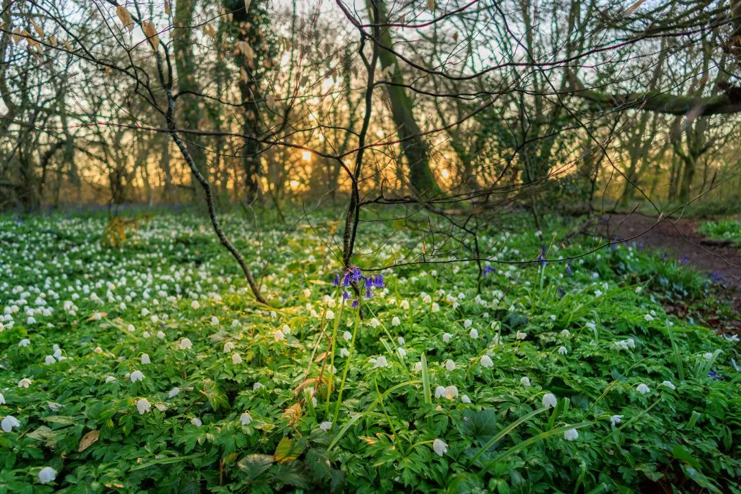 Bluebell meadow path fork, Little Hyden Woods