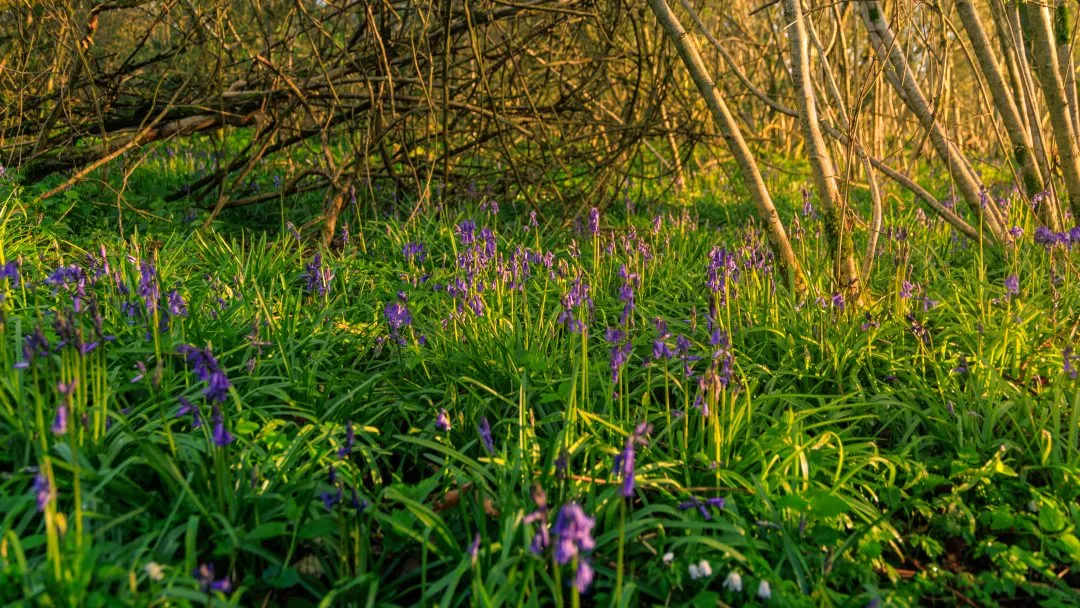 Branch canopy bluebell carpet, Little Hyden Woods
