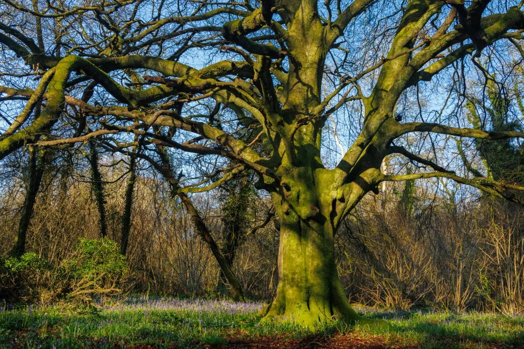 Gnarled beech tree blue sky, Little Hyden Woods
