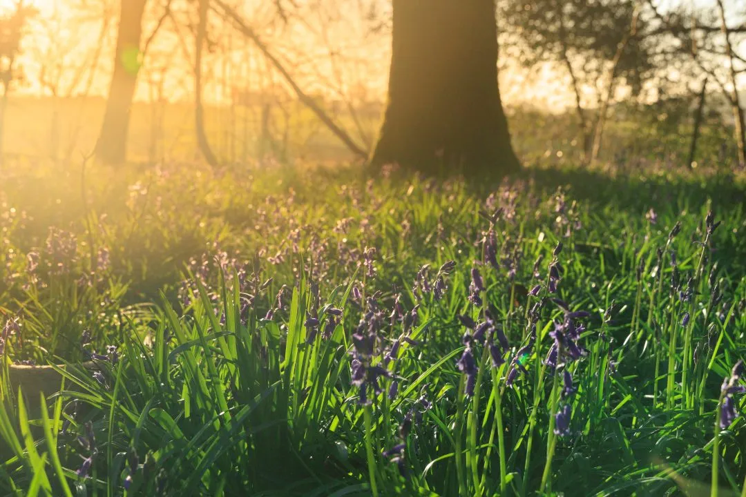 Golden bluebells sun flare trunk, Little Hyden Woods