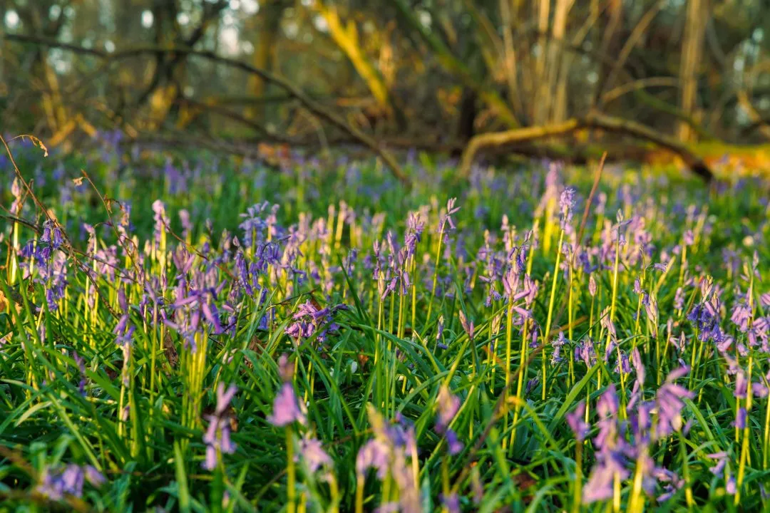 Golden grass bluebells texture, Little Hyden Woods