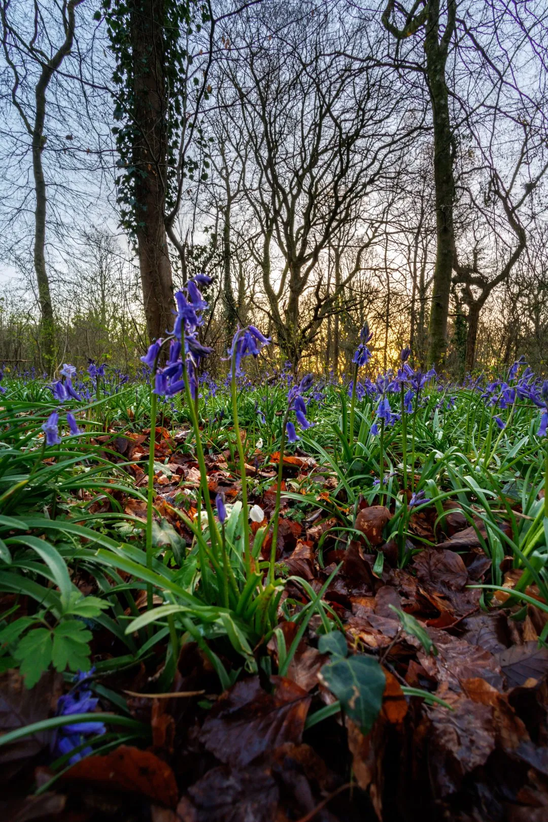Ground level bluebells leaves, Little Hyden Woods