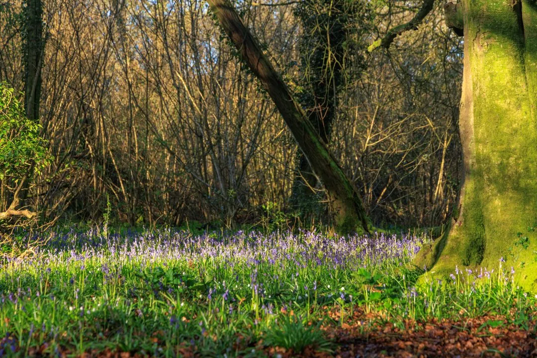 Leaning trunk bluebell carpet, Little Hyden Woods
