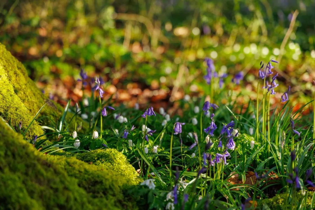 Moss rock mixed wildflowers, Little Hyden Woods