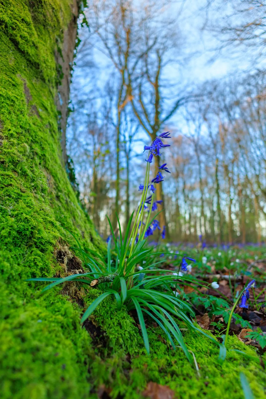 Moss trunk base bluebell, Little Hyden Woods