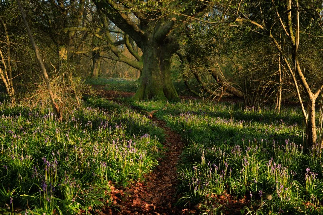 Path to oak tree, Little Hyden Woods