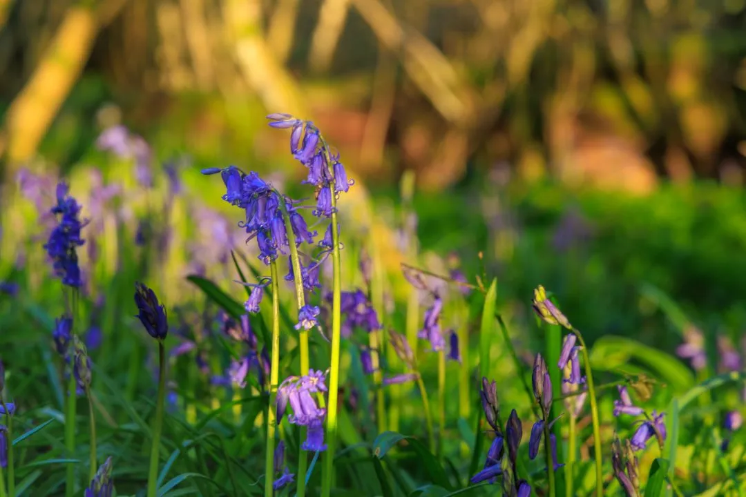 Single stem bluebell bokeh, Little Hyden Woods