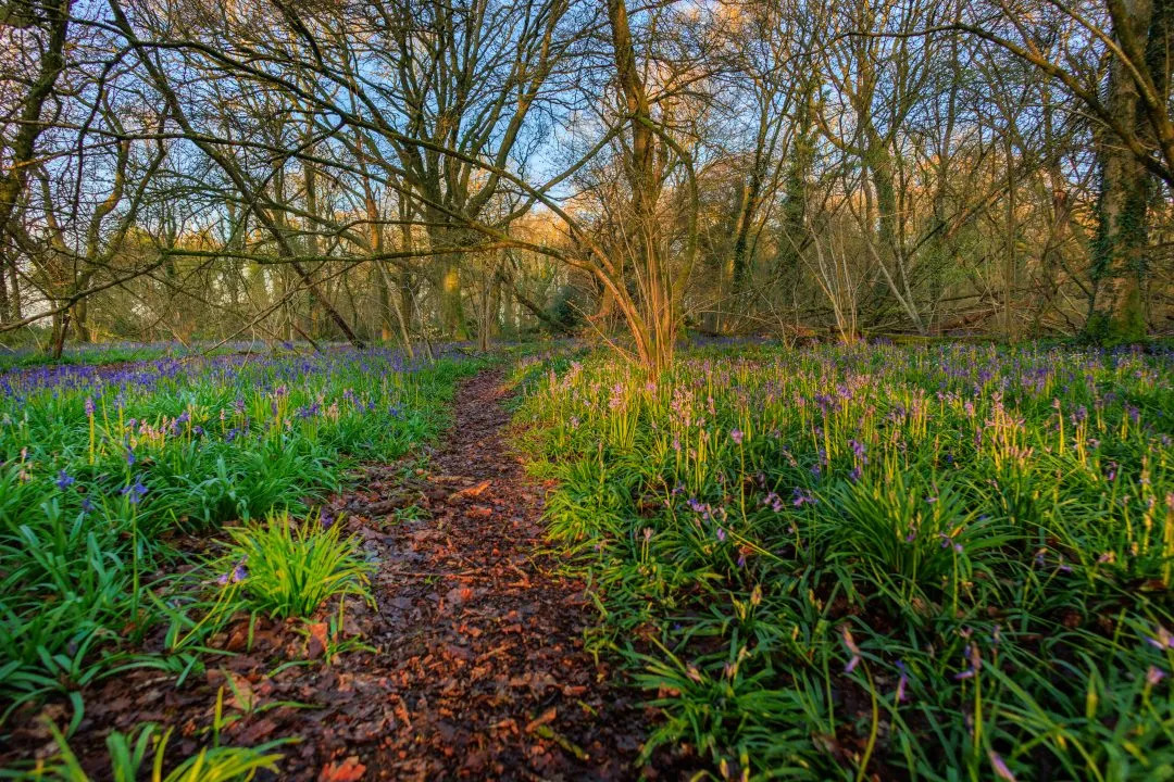 Starburst fallen log bluebells, Little Hyden Woods