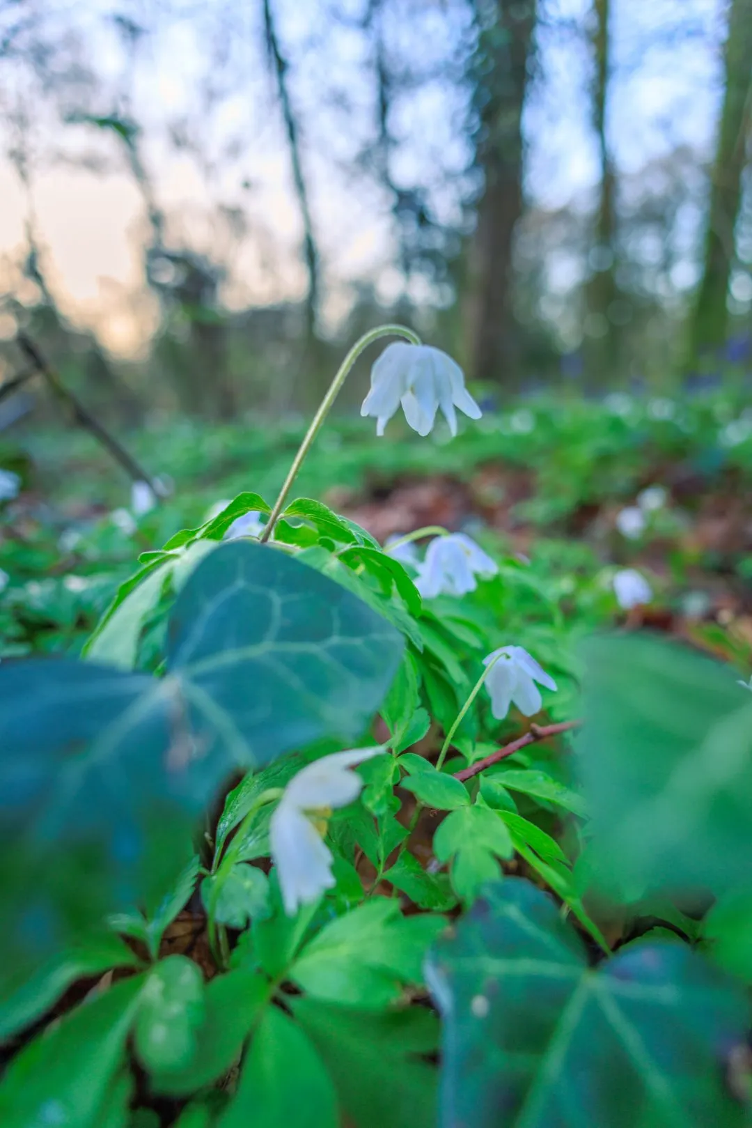 Wood anemone ivy macro, Little Hyden Woods