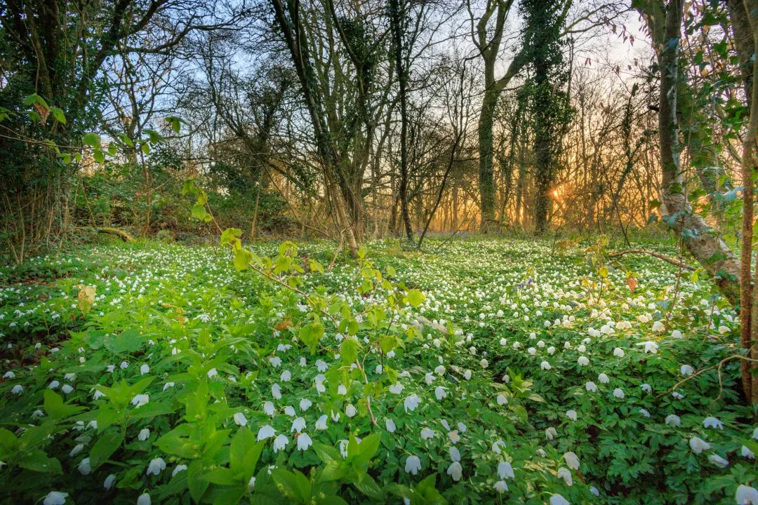 Woodland path flower carpet, Little Hyden Woods