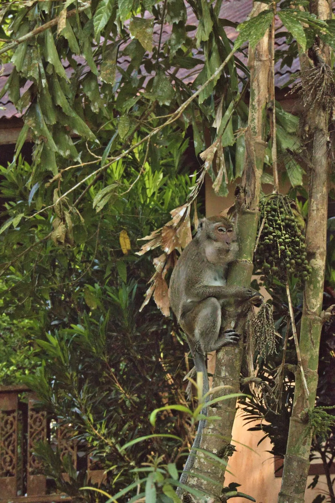 A close-up of a macaque monkey feeding on palm fruit in Thailand.