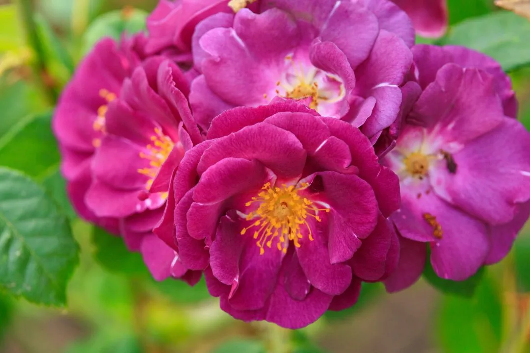 Magenta Rose Cluster Macro, Portsmouth