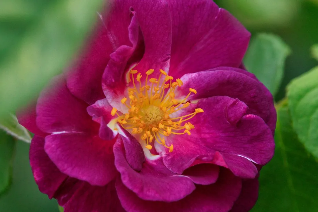 Magenta Rose Macro Closeup, Portsmouth