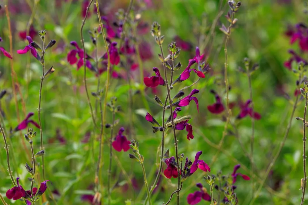Magenta Salvia With Caterpillar, Portsmouth