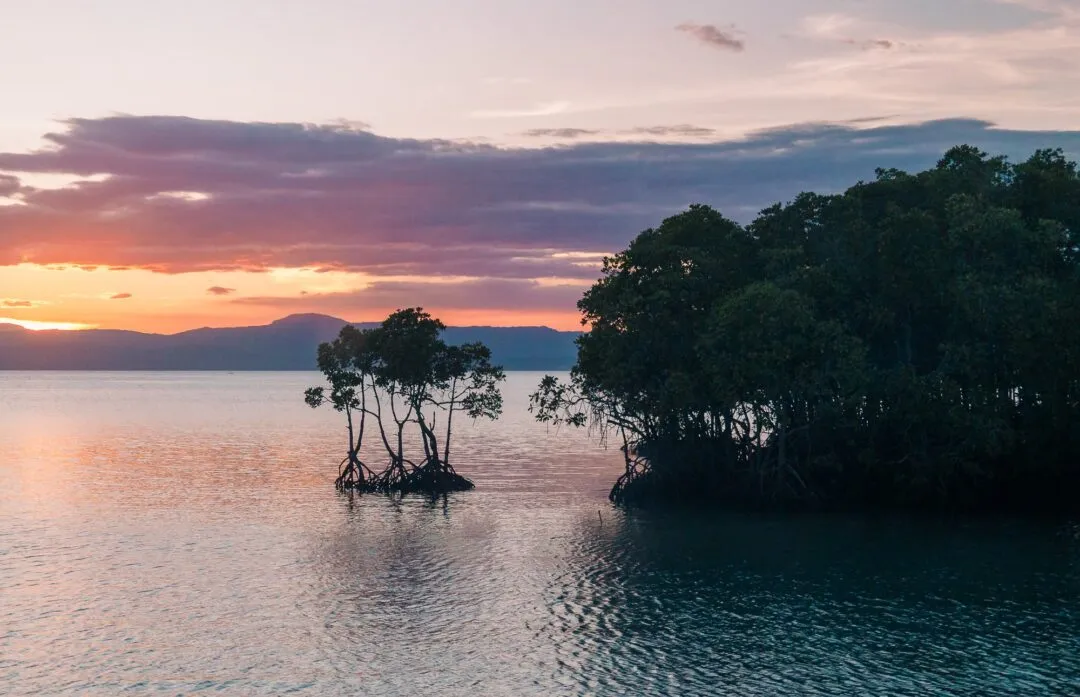 Mangrove sunset reflection cebu