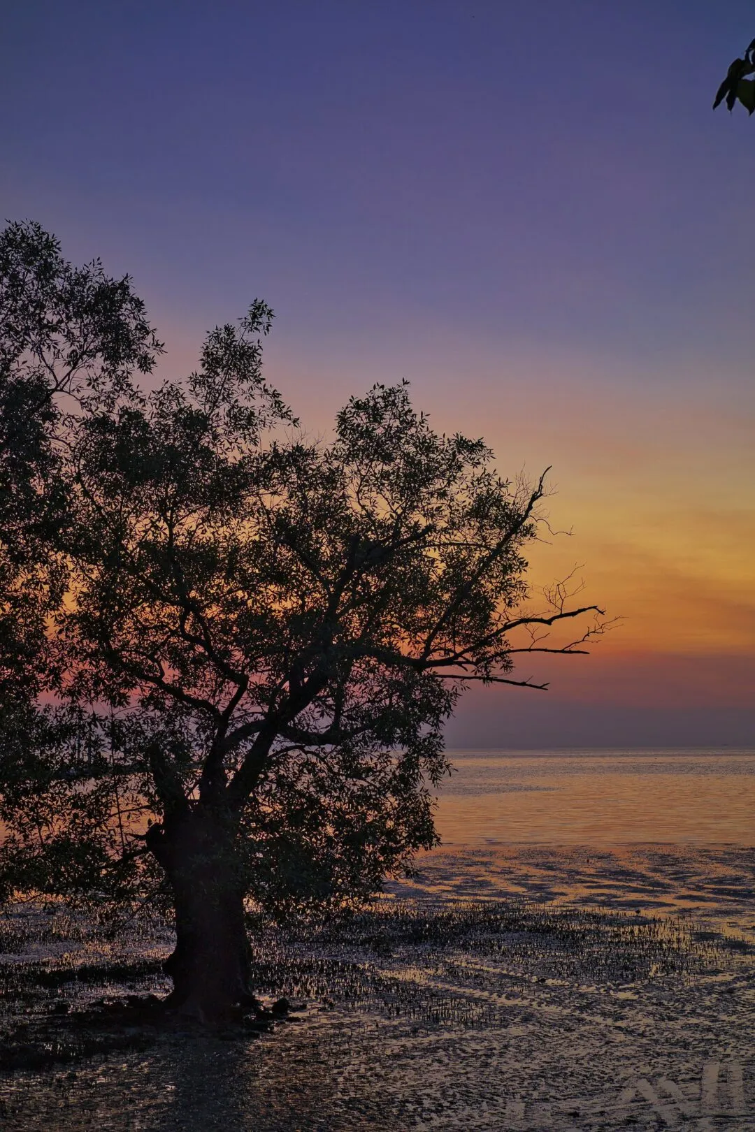 A lone mangrove tree silhouetted on a tidal mudflat at dusk in Thailand.