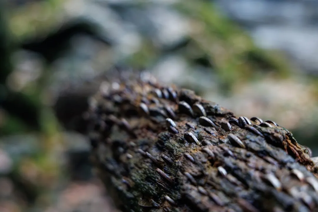 Moss covered log macro