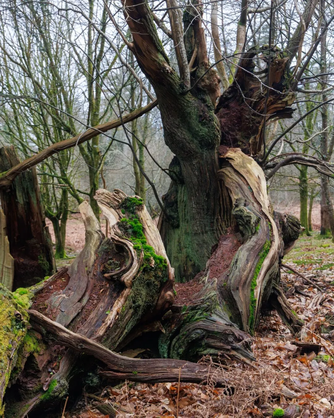 New forest ancient deadwood