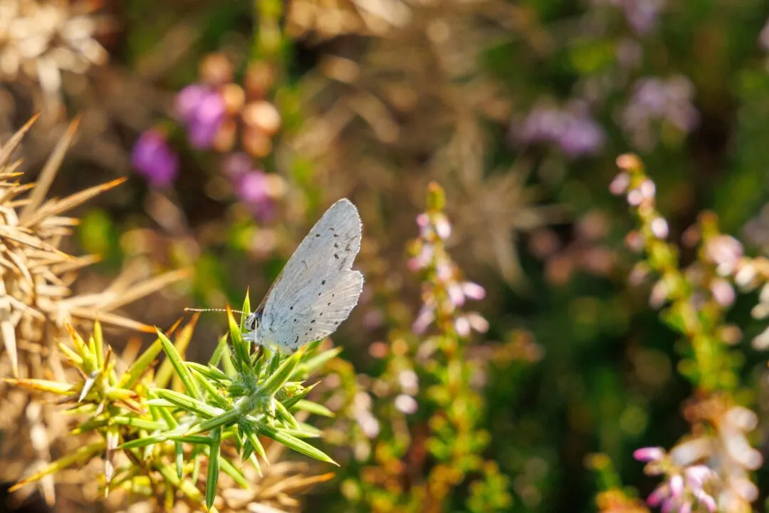 New forest butterfly heather
