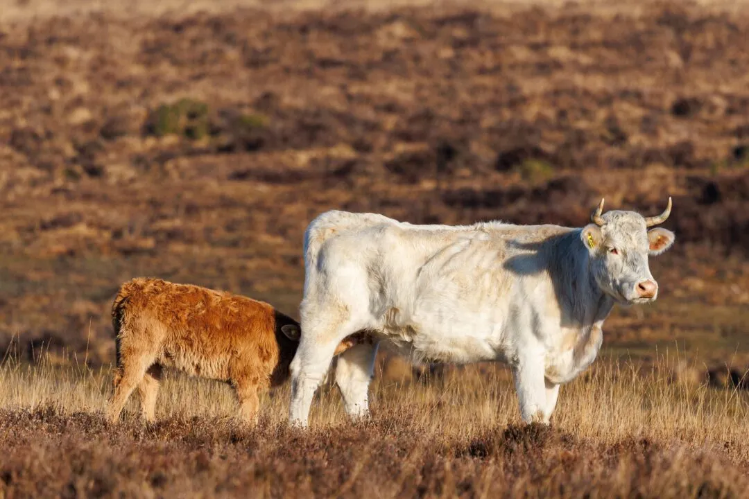 New forest cattle pair