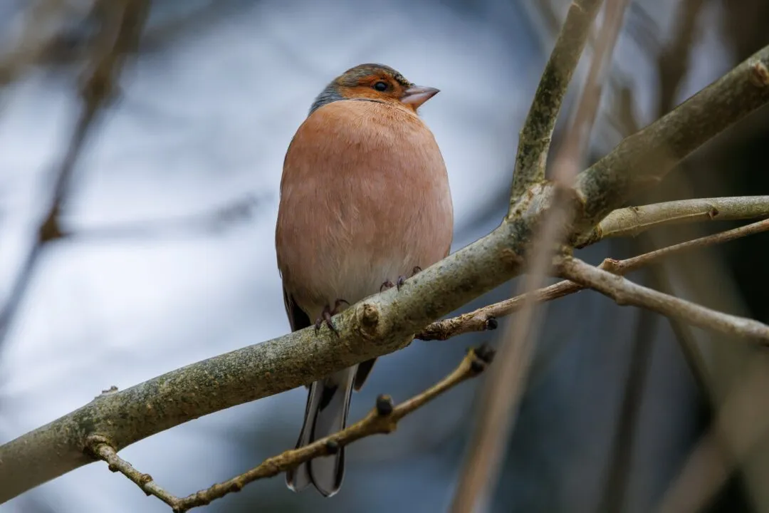 New forest chaffinch portrait
