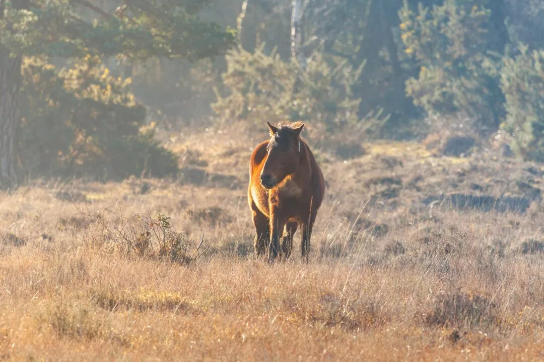 New forest cow misty silhouette