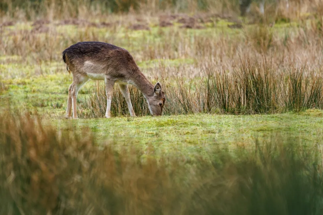 New forest deer alert