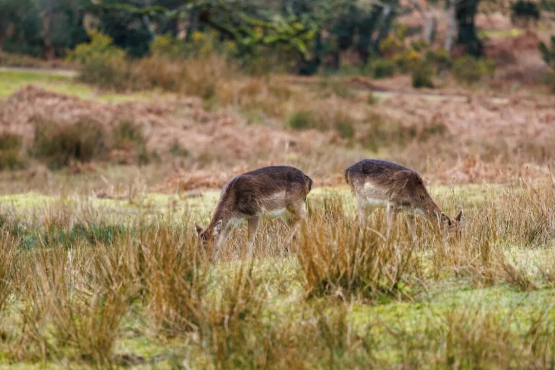 New forest deer grazing pair