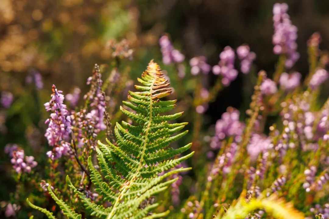 New forest fern heather