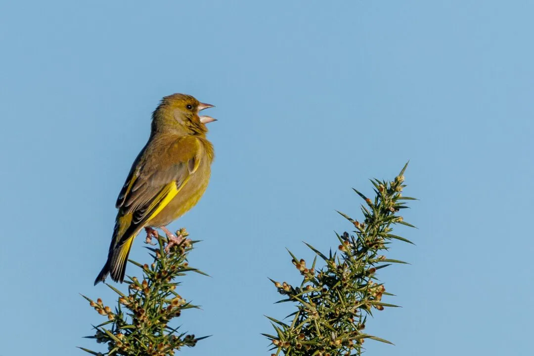 New forest greenfinch singing