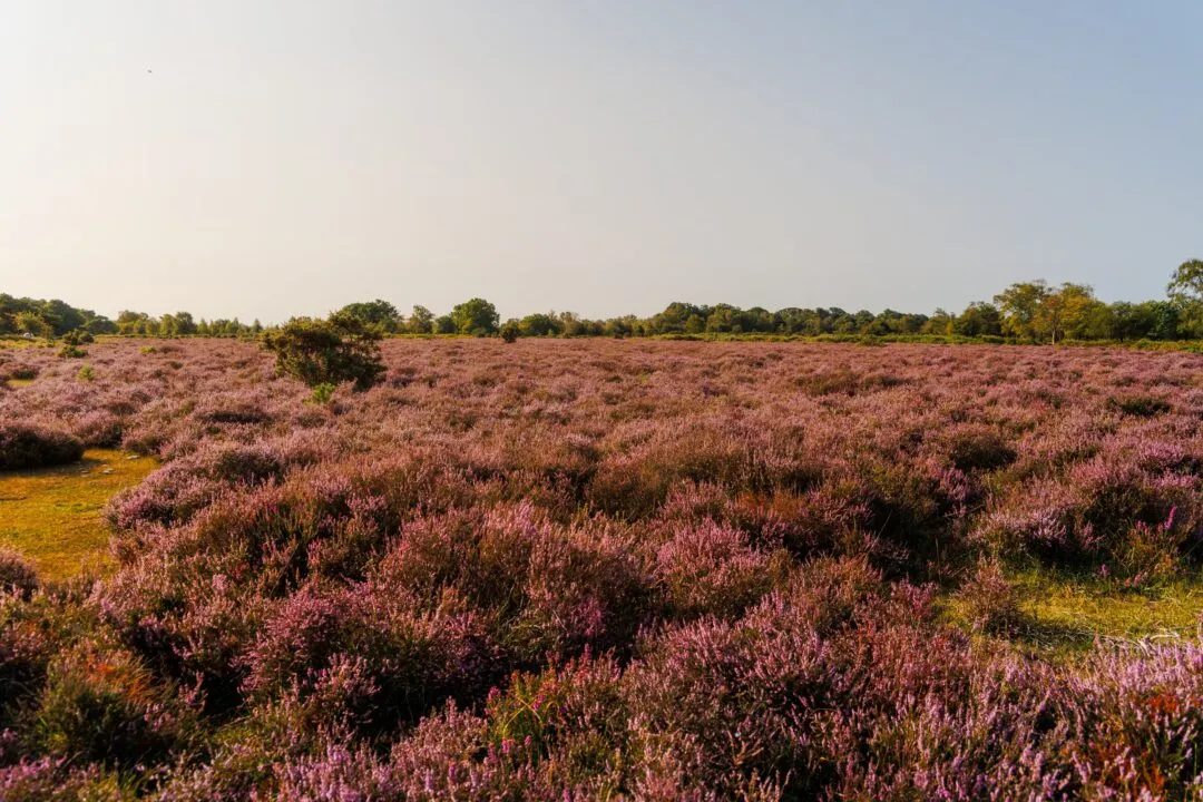 New forest heather field vista