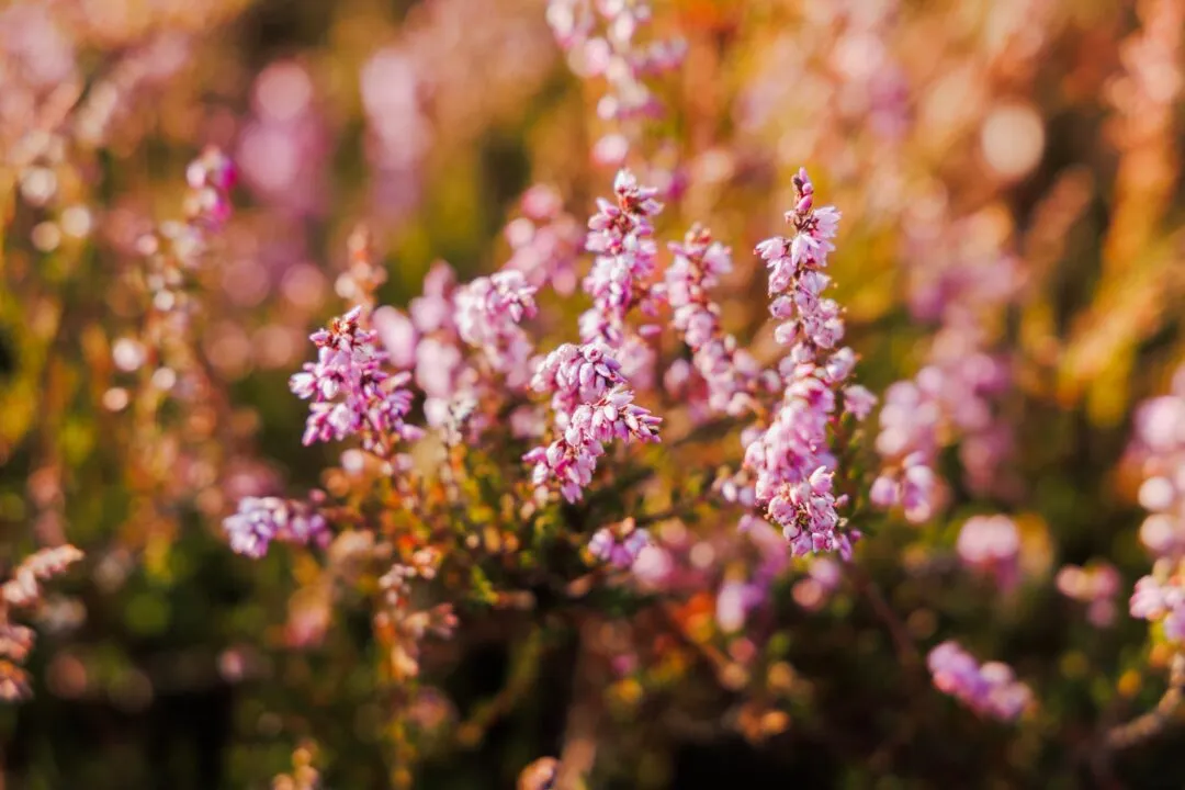 New forest heather macro