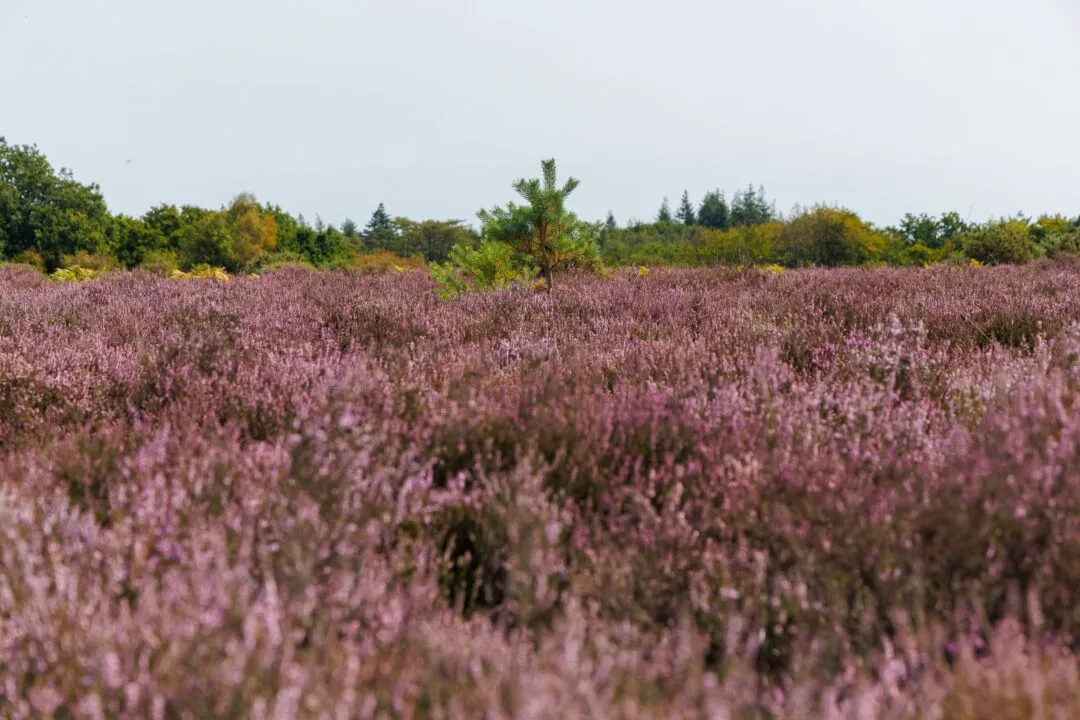 New forest heather pines vista
