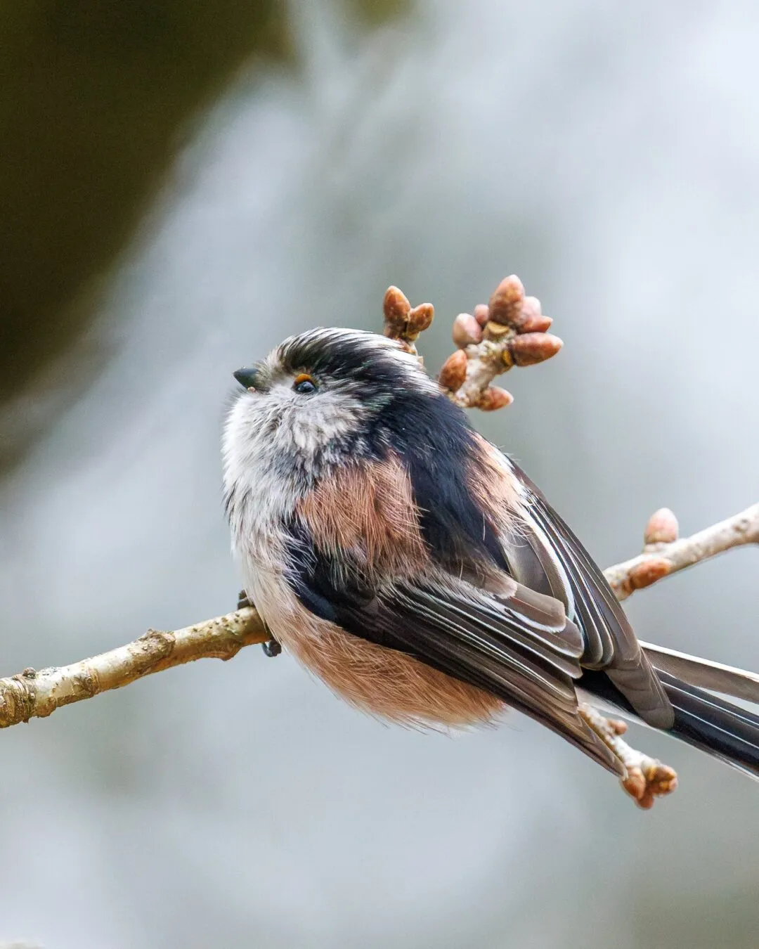 New forest long tailed tit