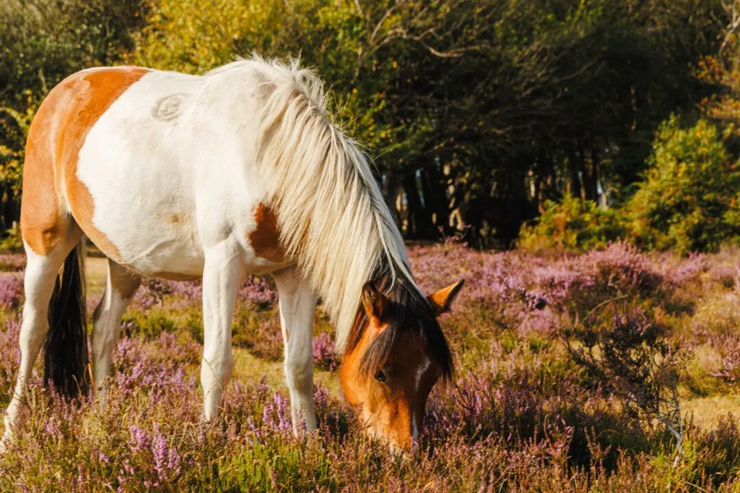 New forest pinto pony heather