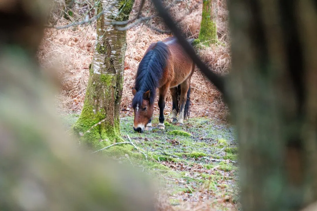 New forest pony framed trees