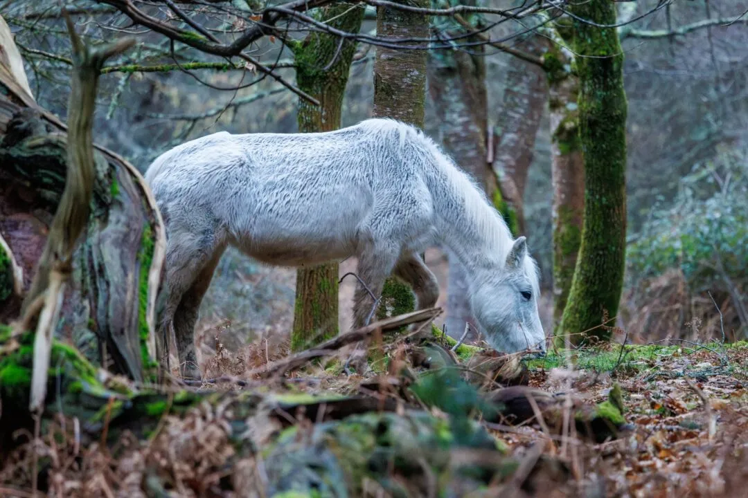 New forest pony grazing close