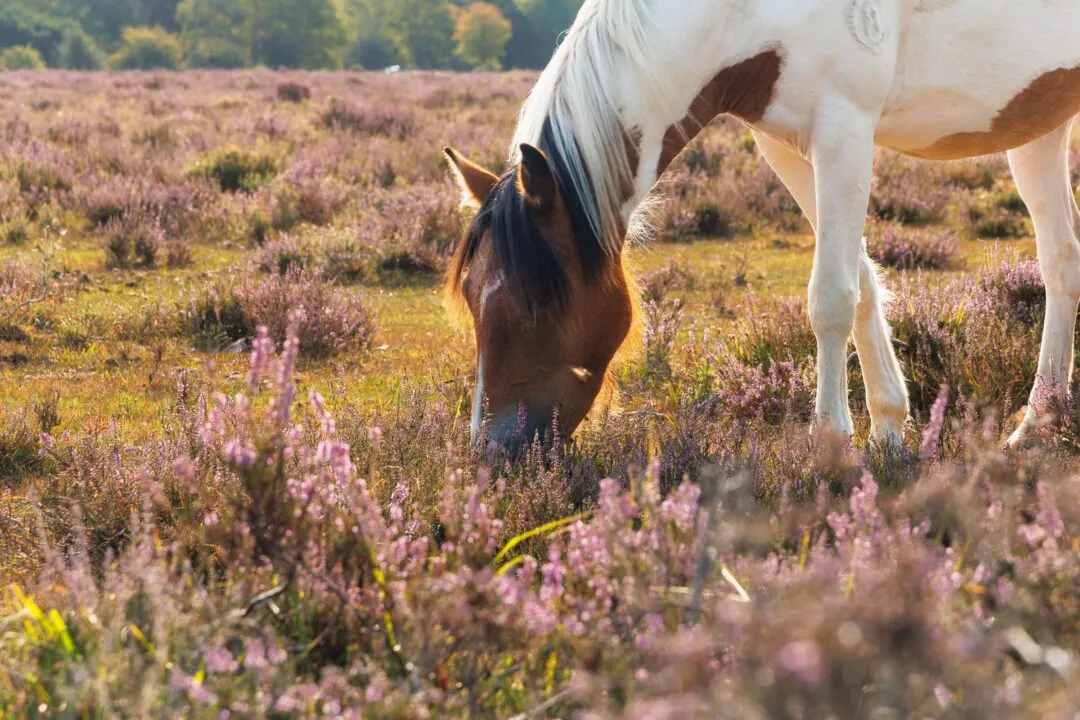 New forest pony heather close