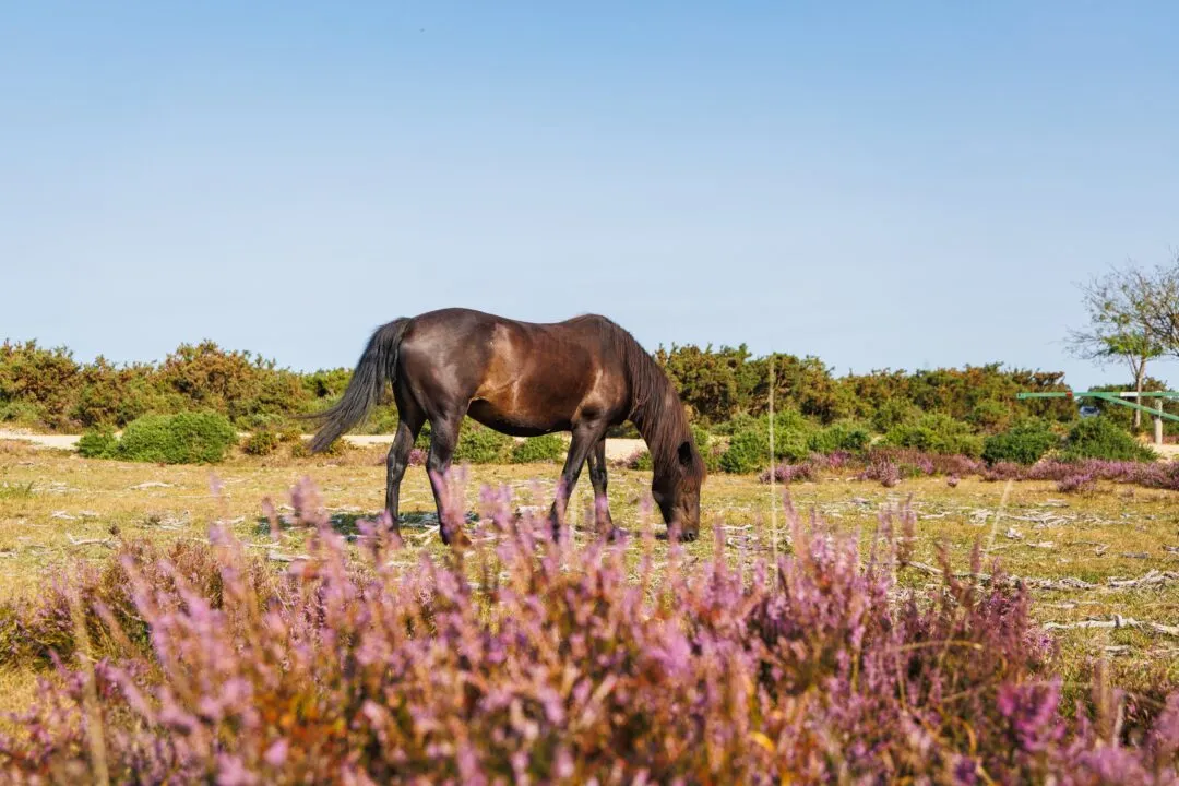 New forest pony heather grazing