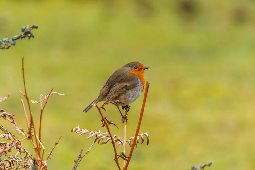 New forest robin branch