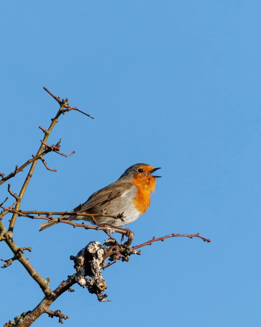 New forest robin singing