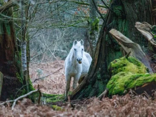 New Forest Photography