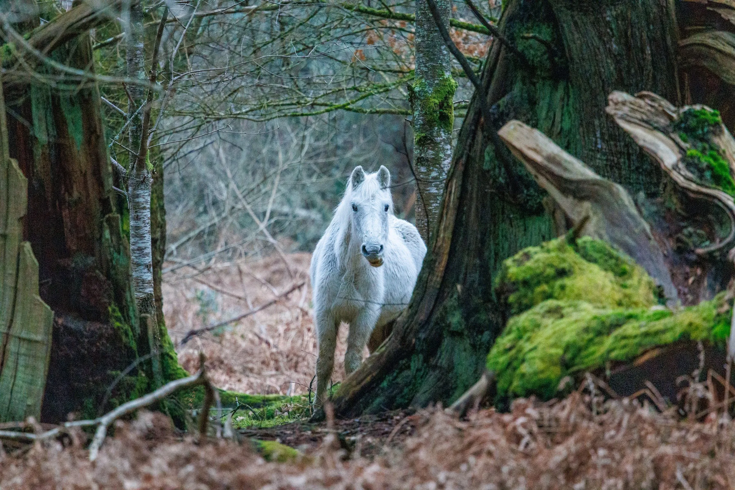 New forest white pony woodland
